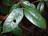 Top view of leaves of Xanthophyllum species photo